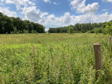 Das Foto zeigt eine weitläufige Grünlandbrachfläche am Horizont, gesäumt von heimischen Wald unter einem leicht bewölkten, strahlenden Sommerhimmel. Im Vordergrund verläuft eine Umfriedung mit Stacheldraht.